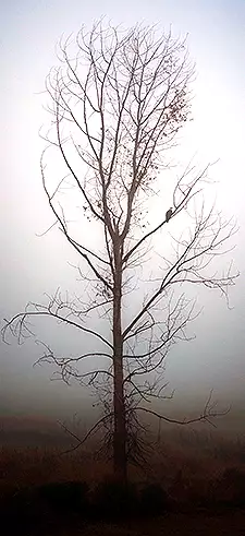 Mood Wallpapers